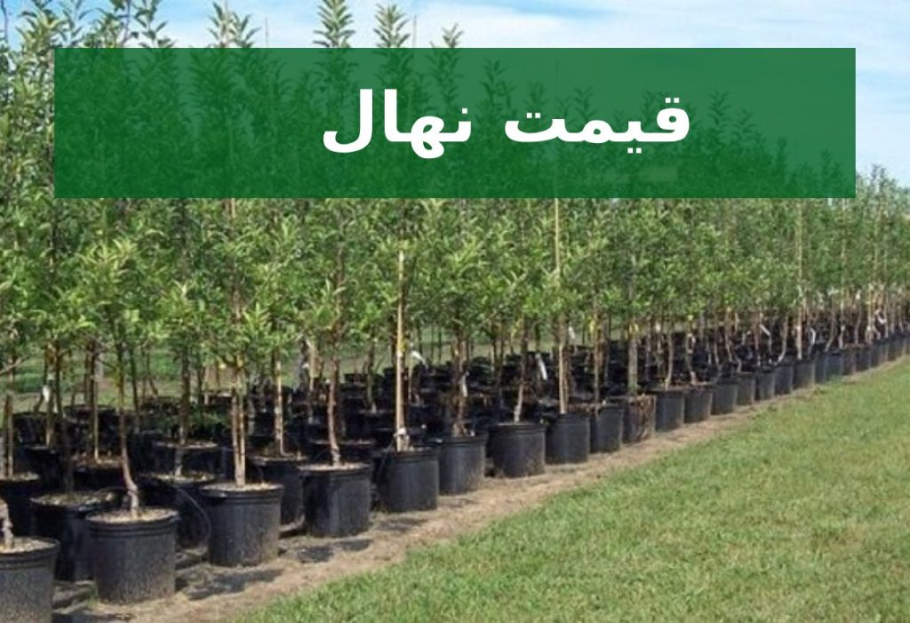 قیمت نهال