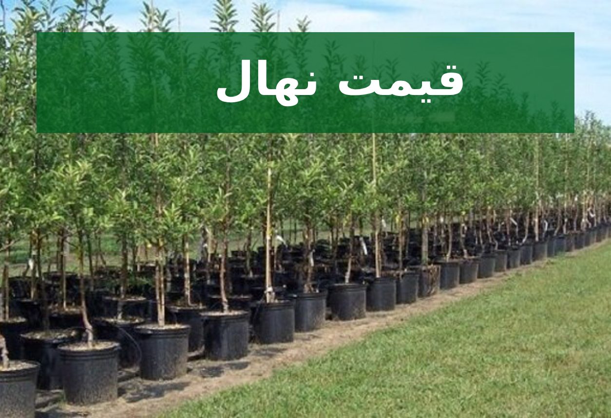 قیمت نهال
