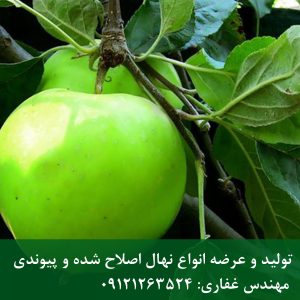 خرید نهال سیب سبز