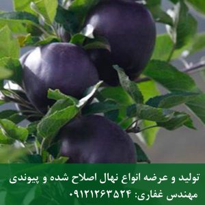 نهال سیب سیاه