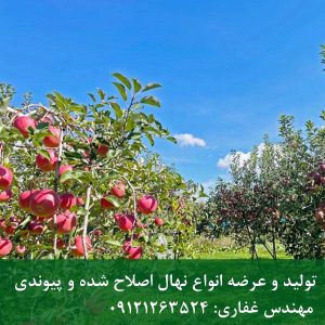 خرید نهال سیب فوجی