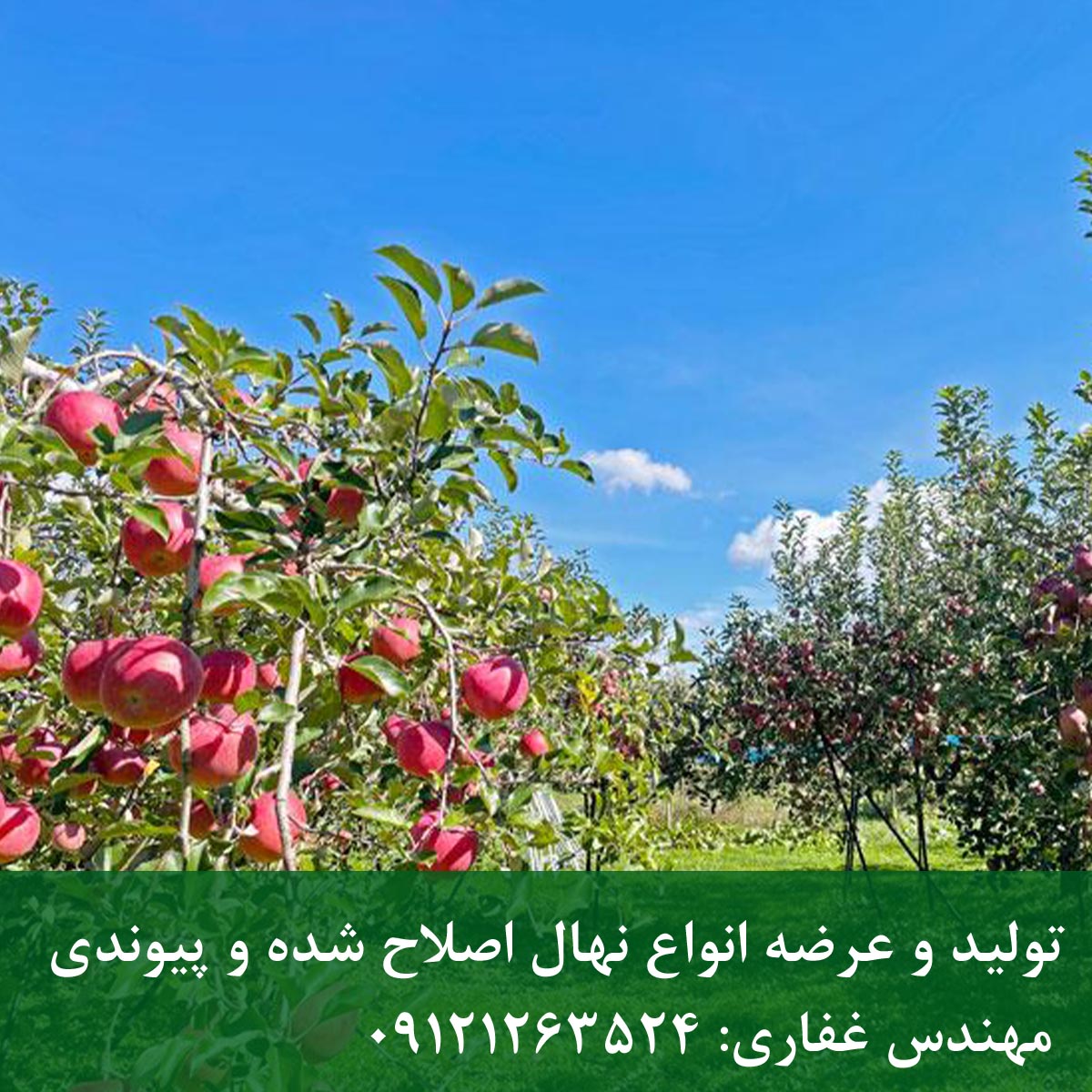 نهال سیب فوجی + مناسب صادرات0 خرید نهال سیب فوجی
