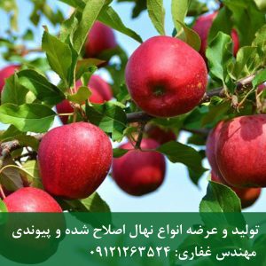 خرید سیب لبنان قرمز