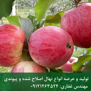 نهال سیب گلاب 