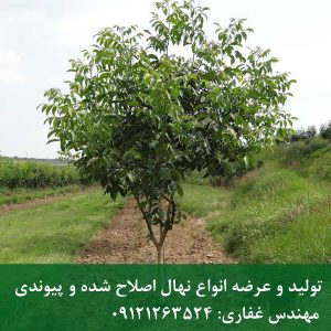 نهال گردو اسرائیلی