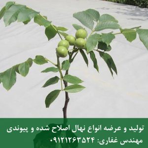 نهال گردو فرنور