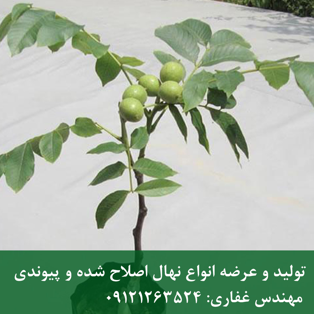 نهال گردو فرنور نهال گردو فرنور