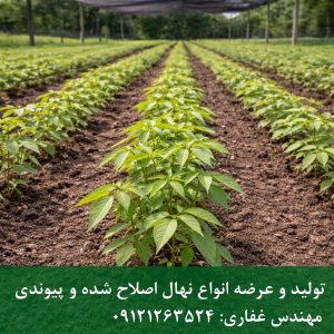 نهال گردو پکان