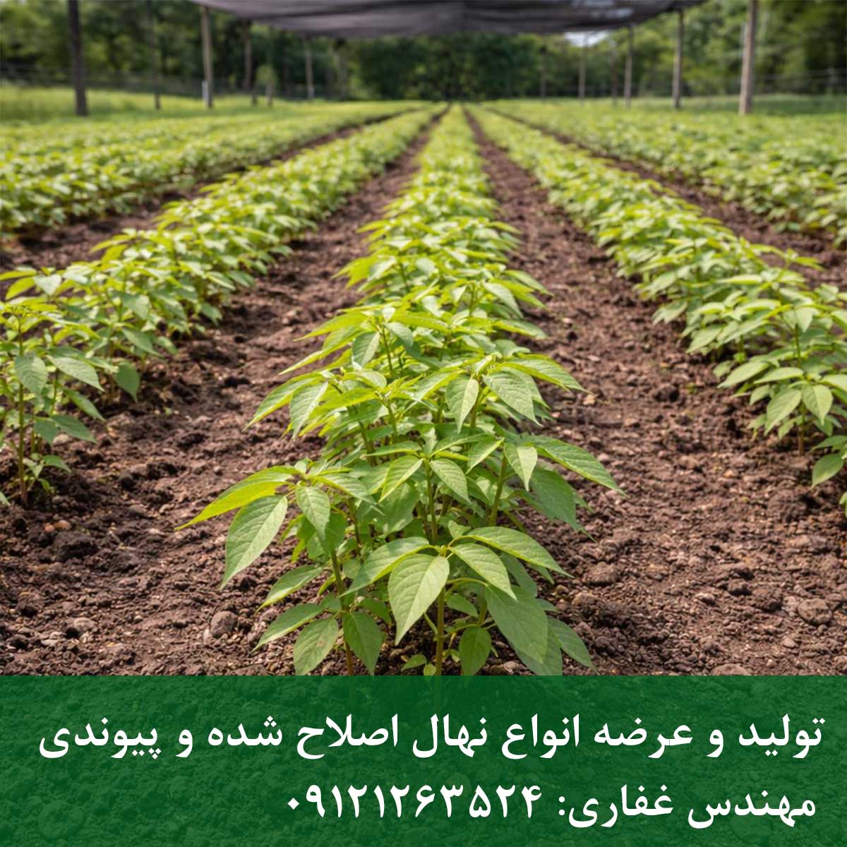 نهال گردو پکان نهال گردو پکان