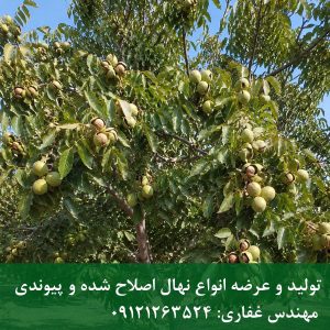 نهال گردو چندلر