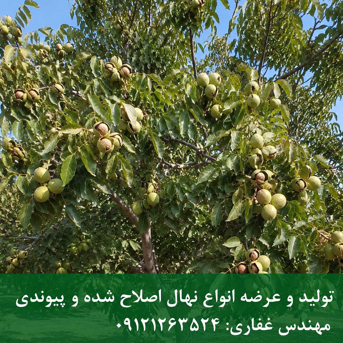 نهال گردو چندلر نهال گردو چندلر