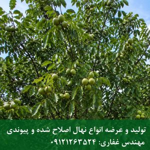 نهال گردو ژنوتیپ برتر