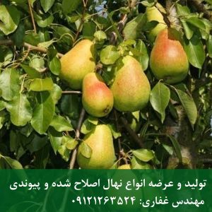 نهال گلابی اسپادانا