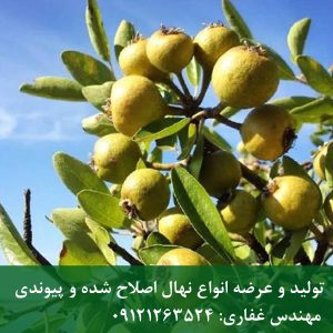 نهال گلابی جنگلی