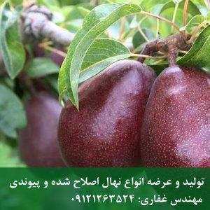 نهال گلابی رد انجو