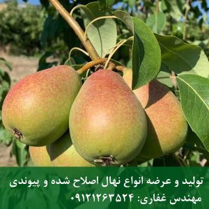 نهال گلابی کوشیا
