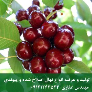 نهال گیلاس امریکایی