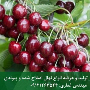 نهال گیلاس بینگ