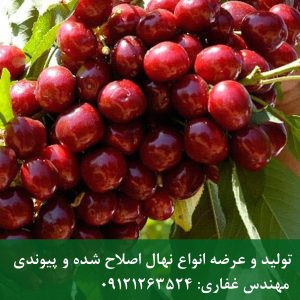 نهال گیلاس خوشه‌ای