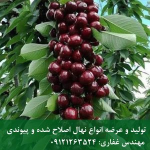 نهال گیلاس رینیر
