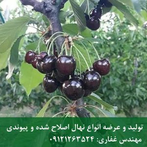 نهال گیلاس سان برست