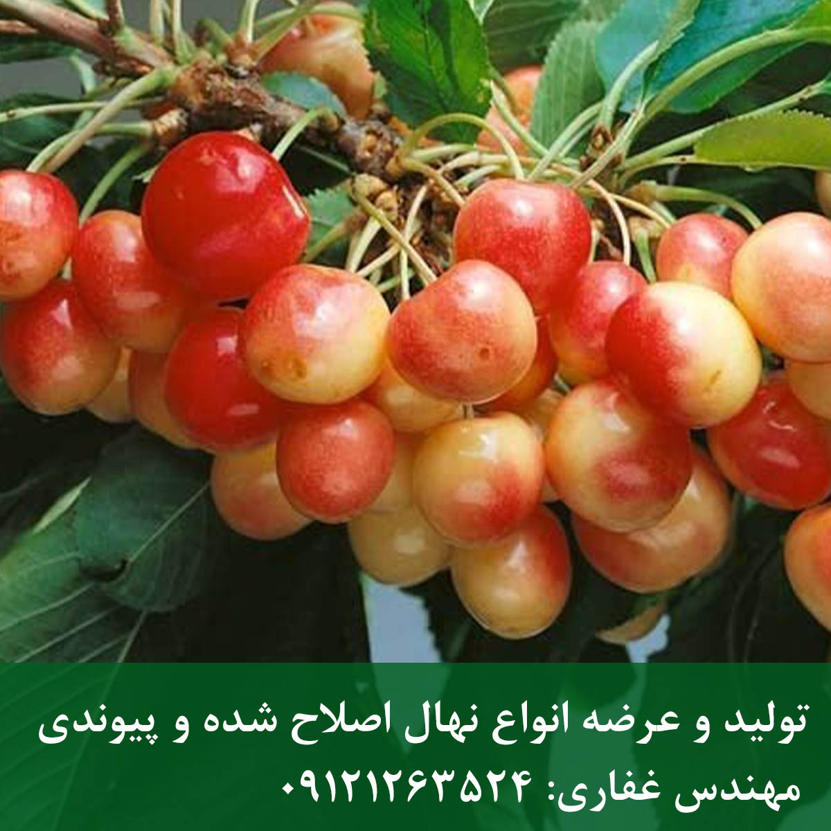 نهال گیلاس صورتی لواسان + میوه صورتی و خاص نهال گیلاس صورتی لواسان