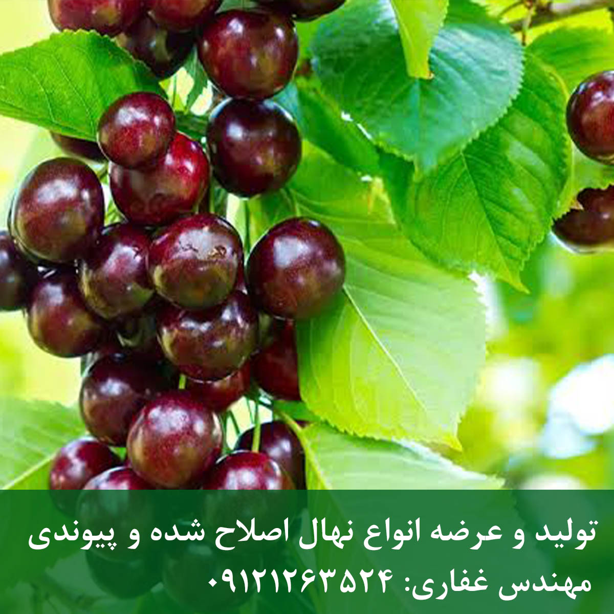 نهال گیلاس لامبرت + میوه درشت و صادراتی نهال گیلاس لامبرت