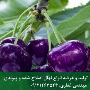 نهال گیلاس ژاپنی