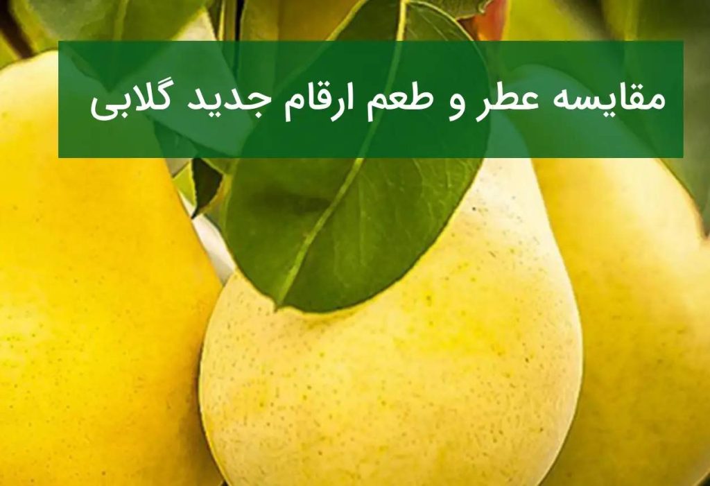 مقایسه عطر و طعم نهال جدید گلابی