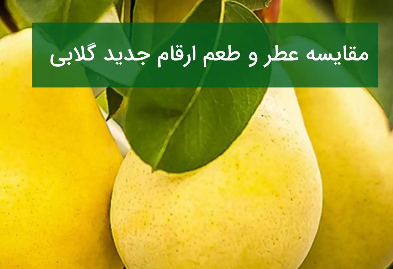 مقایسه عطر و طعم نهال جدید گلابی