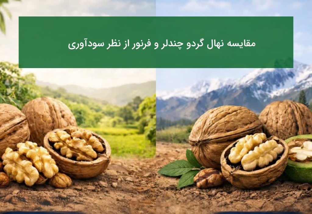 مقایسه نهال گردو چندلر و فرنور