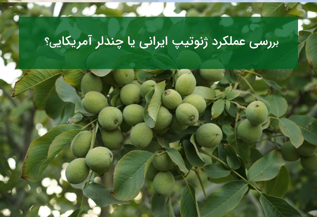 بهترین نهال گردو برای مناطق سردسیر در سال ۱۴۰۵ |