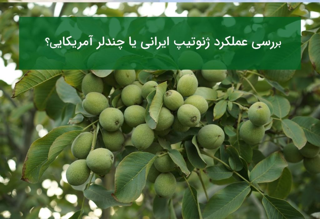 نهال گردو ژنوتیپ ایرانی یا چندلر آمریکایی؟
