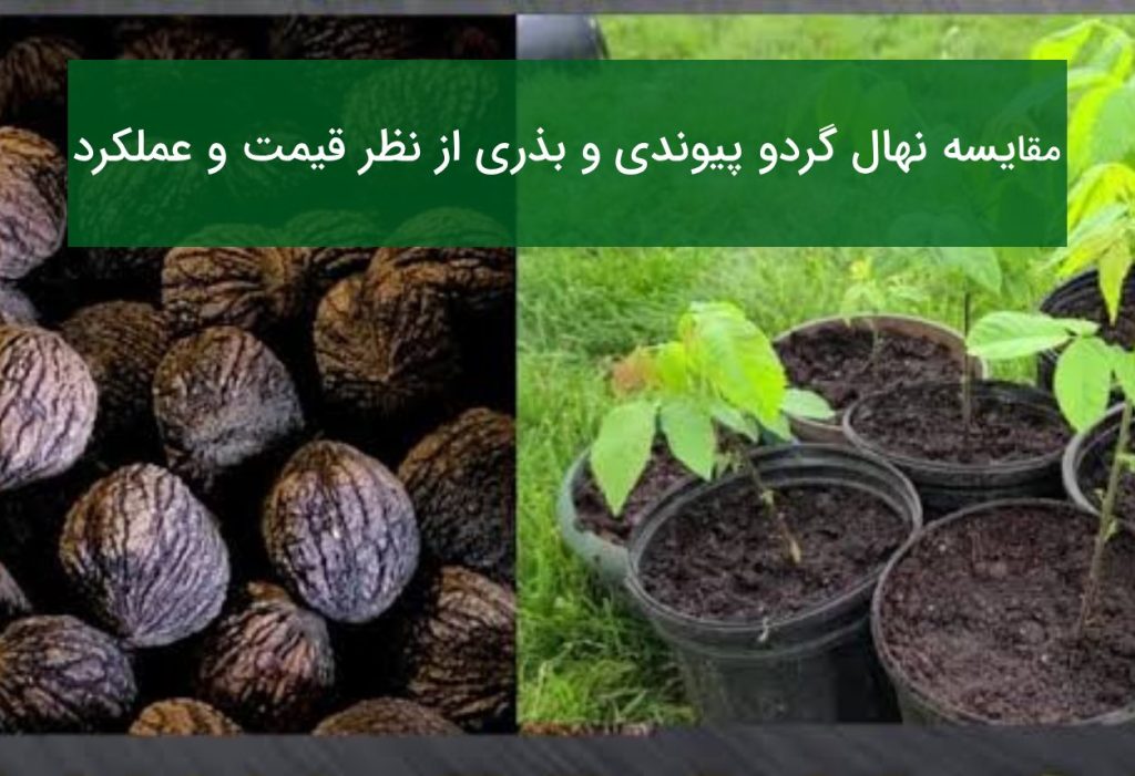 مقایسه نهال گردو پیوندی و بذری