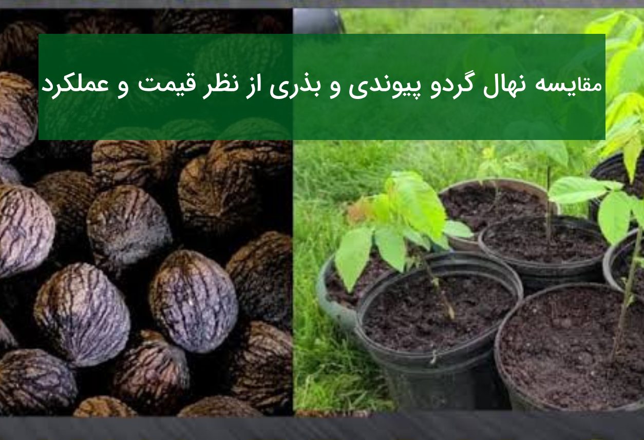 مقایسه نهال گردو پیوندی و بذری