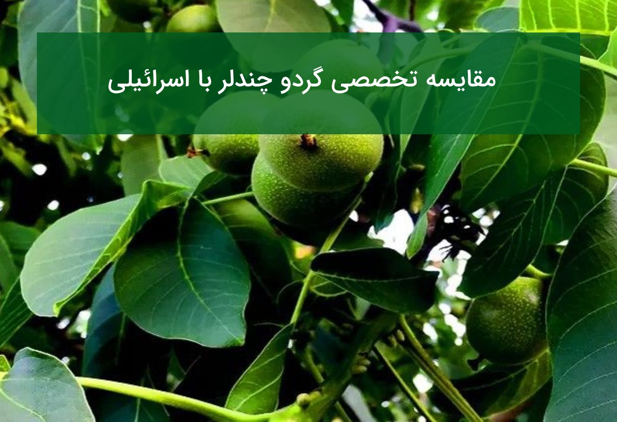 گردو چندلر بهتر است یا اسرائیلی؟