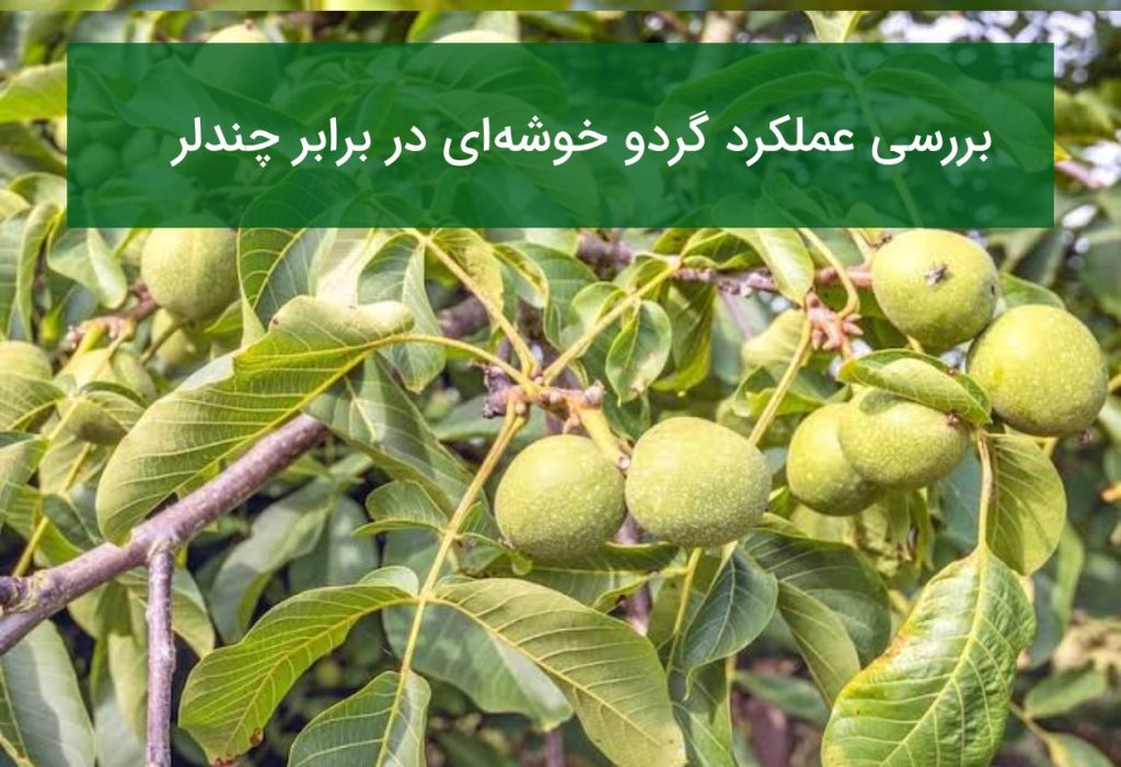 گردو خوشه‌ای در برابر چندلر