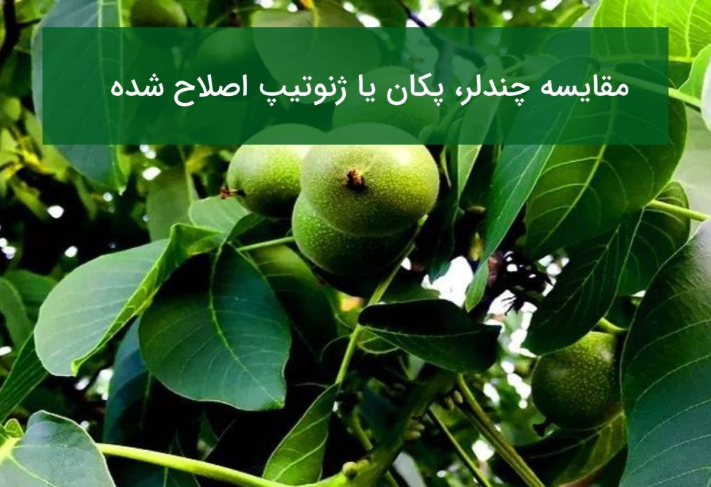 مقایسه نهال گردو مناسب مناطق گرمسیر