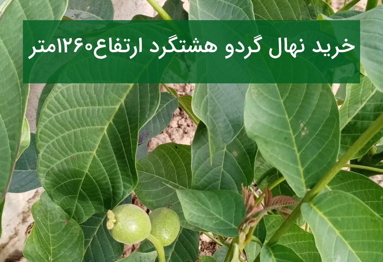خرید نهال گردو هشتگرد