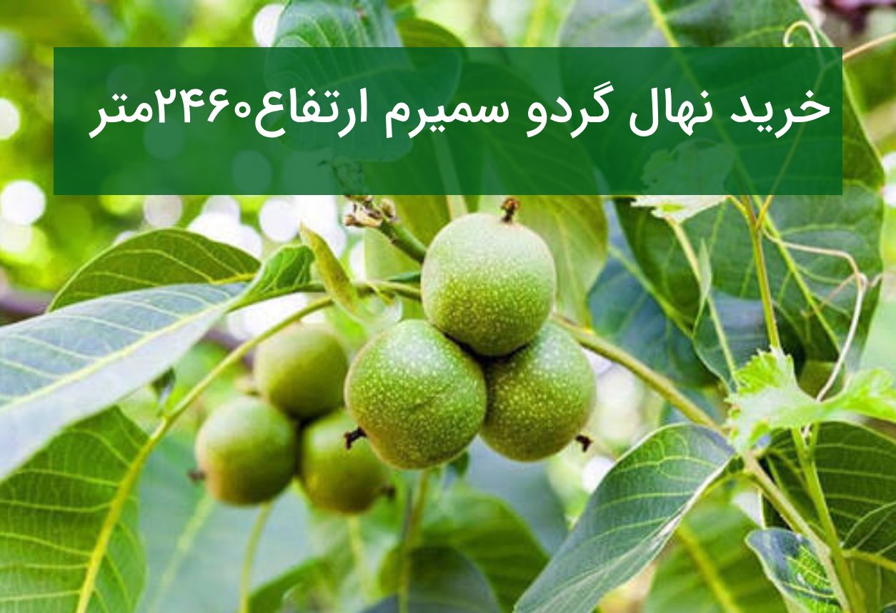 خرید نهال گردو سمیرم