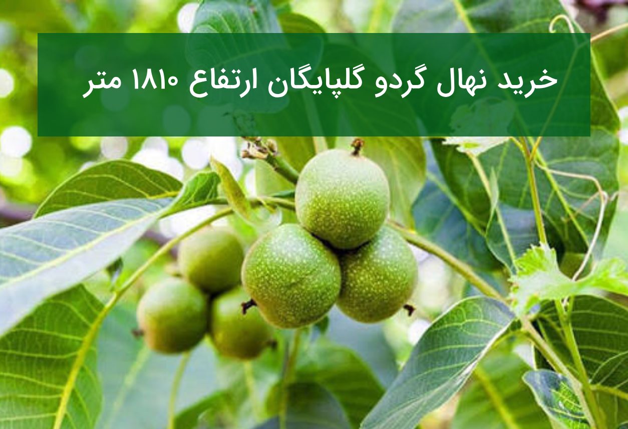 خرید نهال گردو گلپایگان