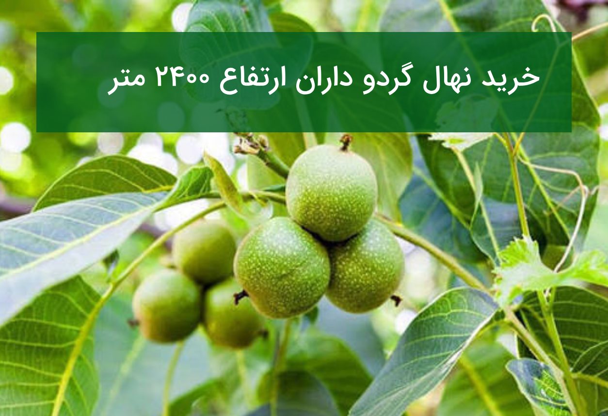 خرید نهال گردو داران