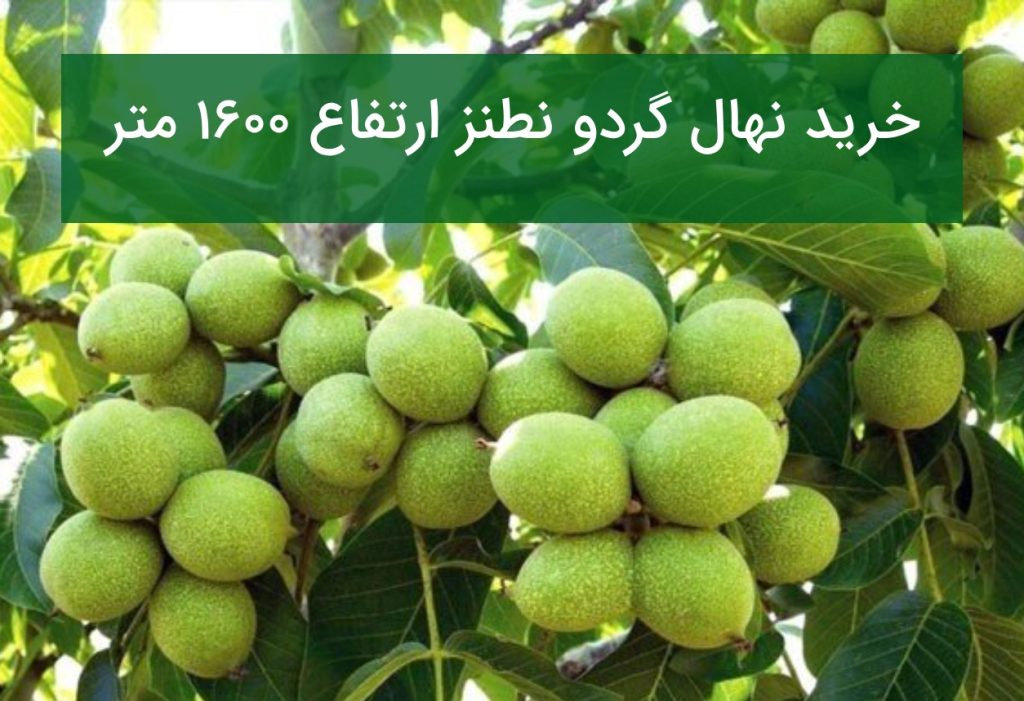 خرید نهال گردو نطنز ارتفاع ۱۶۰۰ متر؛ راهنمای کامل احداث باغ گردو در نطنز