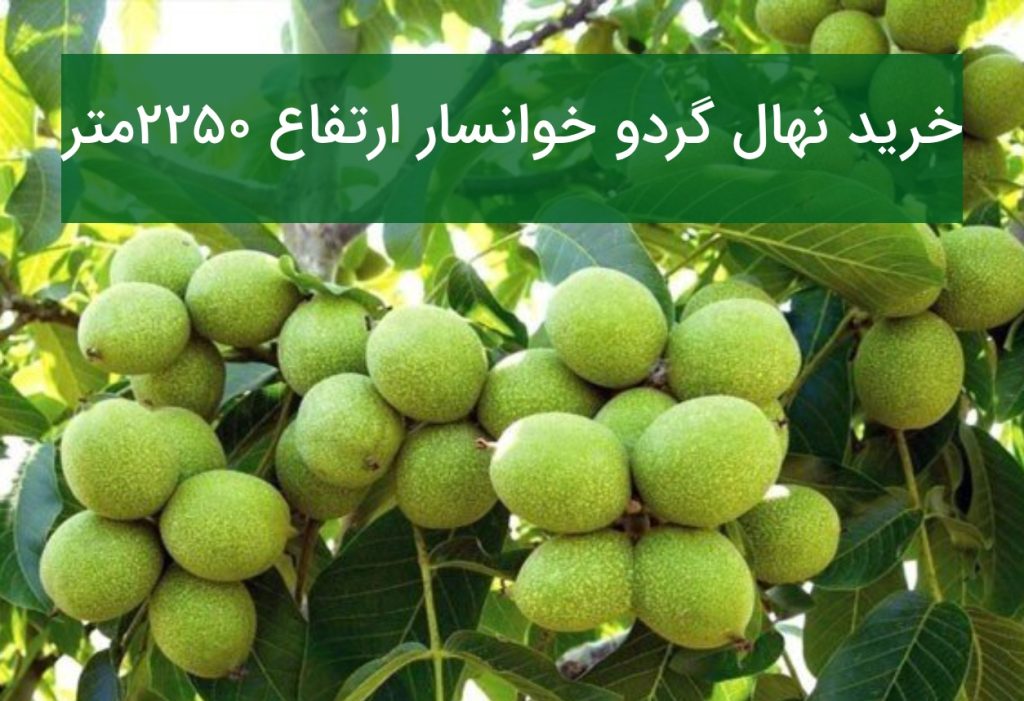 خرید نهال گردو خوانسار ارتفاع ۲۲۵۰ متر؛ معرفی بهترین ارقام گردو برای مناطق سردسیر