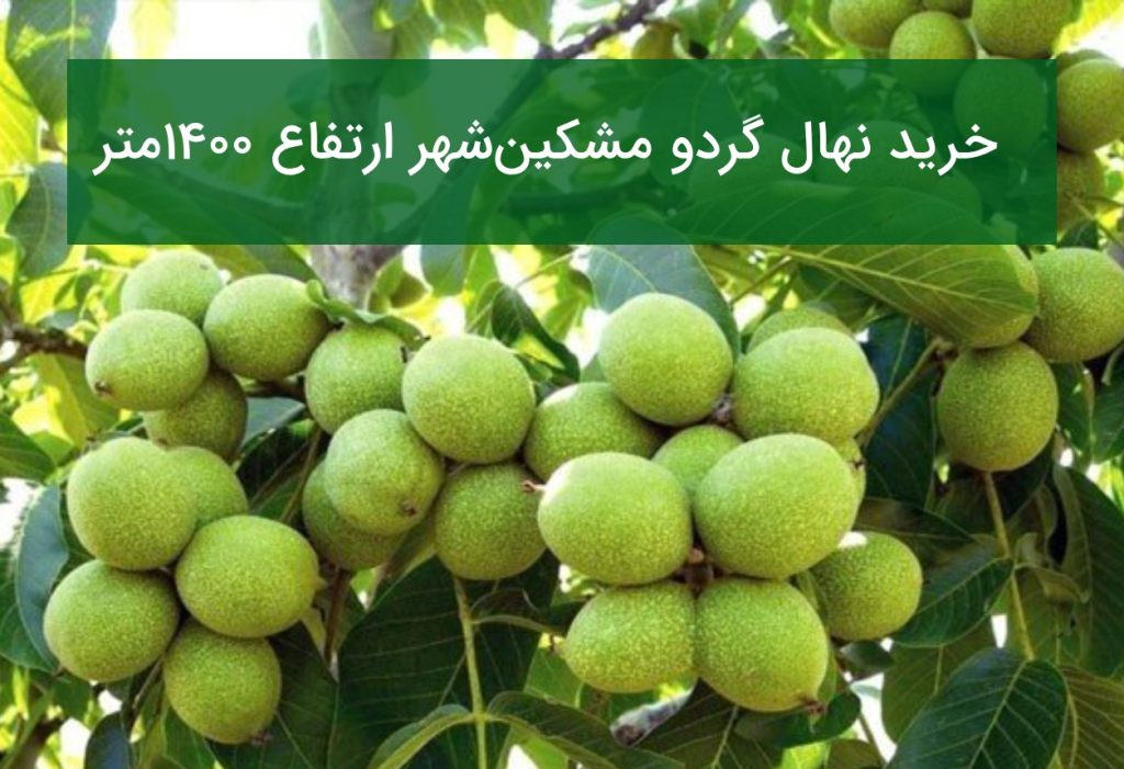 خرید نهال گردو مشگین‌شهر ارتفاع ۱۴۰۰ متر