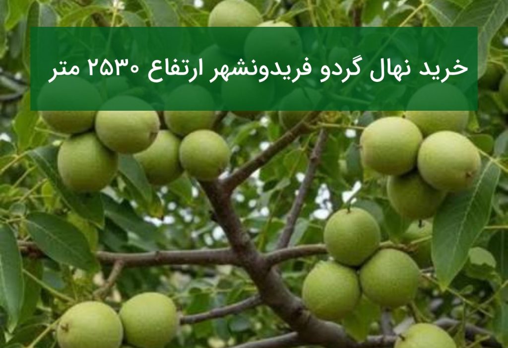 خرید نهال گردو فریدونشهر ارتفاع ۲۵۳۰ متر