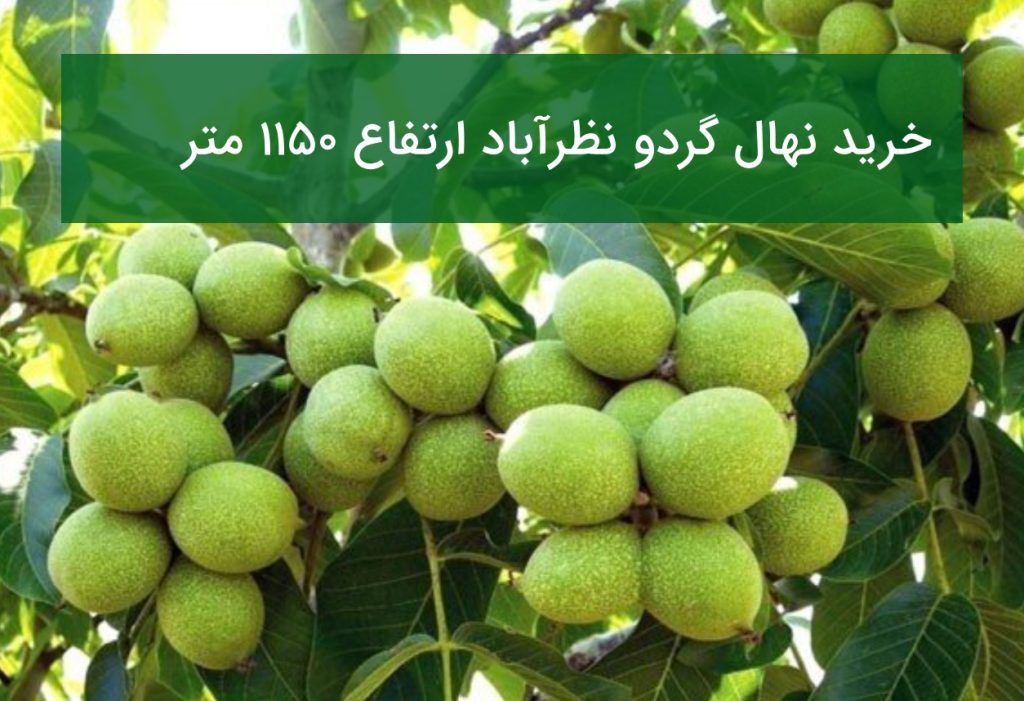 خرید نهال گردو نظرآباد ارتفاع ۱۱۵۰ متر