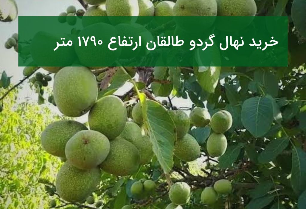 خرید نهال گردو طالقان ارتفاع ۱۷۹۰ متر