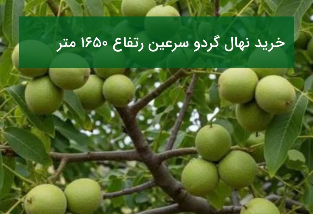 خرید نهال گردو سرعین ارتفاع ۱۶۵۰ متر