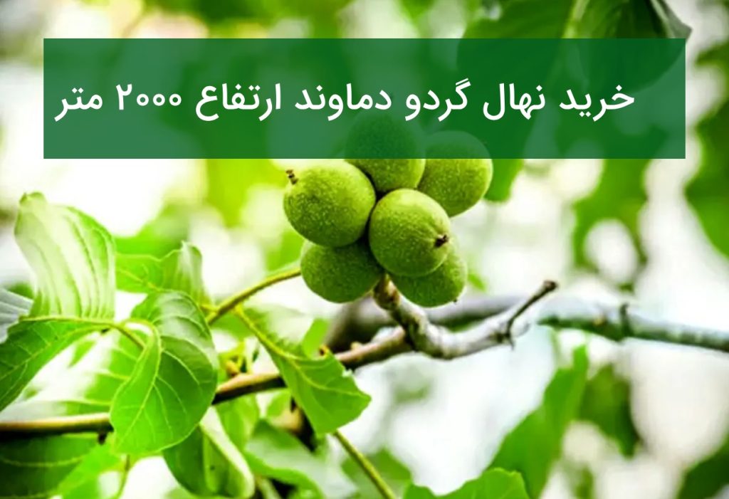 خرید نهال گردو دماوند ارتفاع ۲۰۰۰ متر